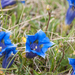 0113-Gentiana-dinarica-stony-slopes