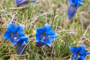 0113-Gentiana-dinarica-stony-slopes