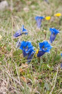 0114-Gentiana-dinarica-stony-slopes