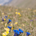 0115-Gentiana-dinarica-stony-slopes