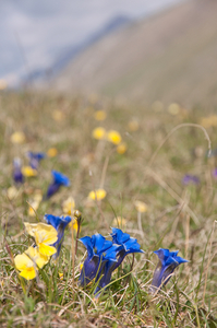 0115-Gentiana-dinarica-stony-slopes