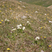 0117-Anemone narcissiflora