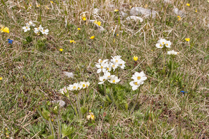 0118-Anemone narcissiflora