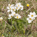 0119-Anemone narcissiflora