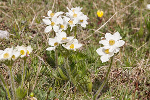 0119-Anemone narcissiflora