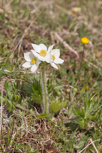 0120-Anemone-narcissiflora