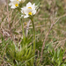 0121-Anemone-narcissiflora