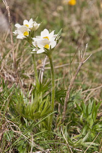 0121-Anemone-narcissiflora