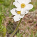 0122-Anemone-narcissiflora