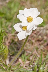0122-Anemone-narcissiflora