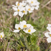 0123-Anemone-narcissiflora