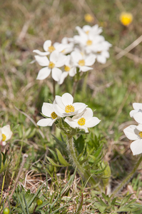 0123-Anemone-narcissiflora