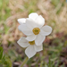 0124-Anemone-narcissiflora