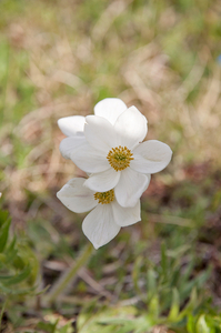 0124-Anemone-narcissiflora