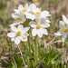 0125-Anemone-narcissiflora
