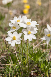 0125-Anemone-narcissiflora