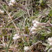 0134-antennaria-dioica
