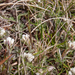 0135-antennaria-dioica