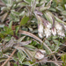 0137-antennaria-dioica