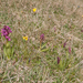 0138-rode-vlierorchis
