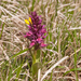0139-rode-vlierorchis