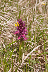 0139-rode-vlierorchis