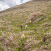 0140-rode-vlierorchis