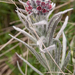 0141-Cynoglossum-magellense-stony-pastures