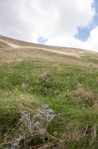 0142-Cynoglossum-magellense-stony-pastures