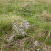 0143-Cynoglossum-magellense-stony-pastures