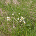 0144-knolsteenbreek