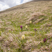 0147-vlierorchis