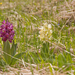 0148-vlierorchis