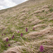 0150-vlierorchis