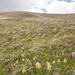 0151-vlierorchis