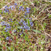 0152-vleugeltjesbloem