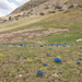0155-landschap-met-gentianen