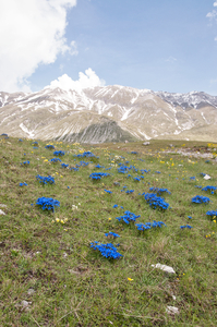 0156-landschap-met-gentianen