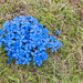 0157-Gentiana-verna-agg.