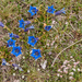 0162-overzicht-grasland-met-gentianen