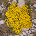 0174-Vitaliana-primuliflora-androsace-vitaliana