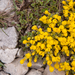 0176-Vitaliana-primuliflora-androsace-vitaliana