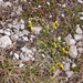 0178-Vitaliana-primuliflora-androsace-vitaliana
