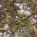 0179-Vitaliana-primuliflora-androsace-vitaliana
