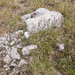 0182-sesleria-nitida--stony-pastures