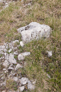 0182-sesleria-nitida--stony-pastures