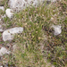 0183-sesleria-nitida--stony-pastures