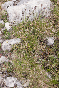 0183-sesleria-nitida--stony-pastures