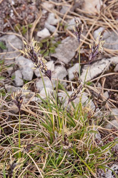 0184-sesleria-nitida--stony-pastures