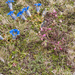 0185-pedicularis-elegans-stony-grassy-slopes-in-gezelschap-van-Ge